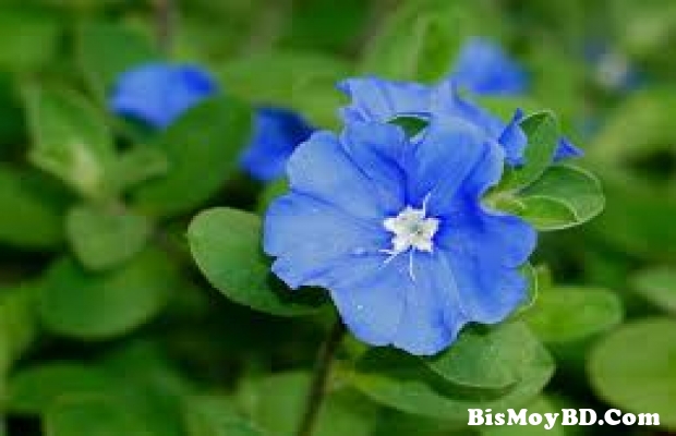 ফুলের নাম - Blue Daze