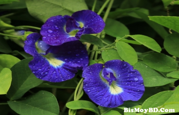 ফুলের নাম - নীল প্রজাপতি